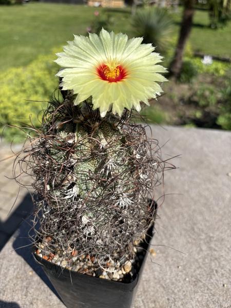Astrophytum senile